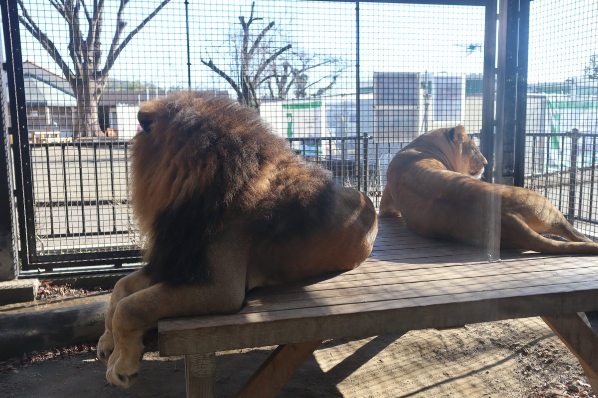 キリンもライオンも見られて無料だなんて‼️
桐生が丘動物園最高👍
息子はまだ動物に興味ないみたい💦
毎日牛舎行って牛見ても反応薄いもんなー