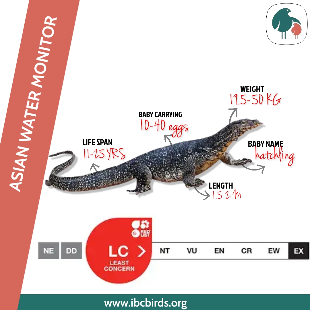 #IBCBIRDS #Reptiles

Asian water monitors breed from April and until October. Females lay their eggs a month after mating usually in rotting logs or tree stumps. 

#Reptilesfacts #Asian #Water #Monitor