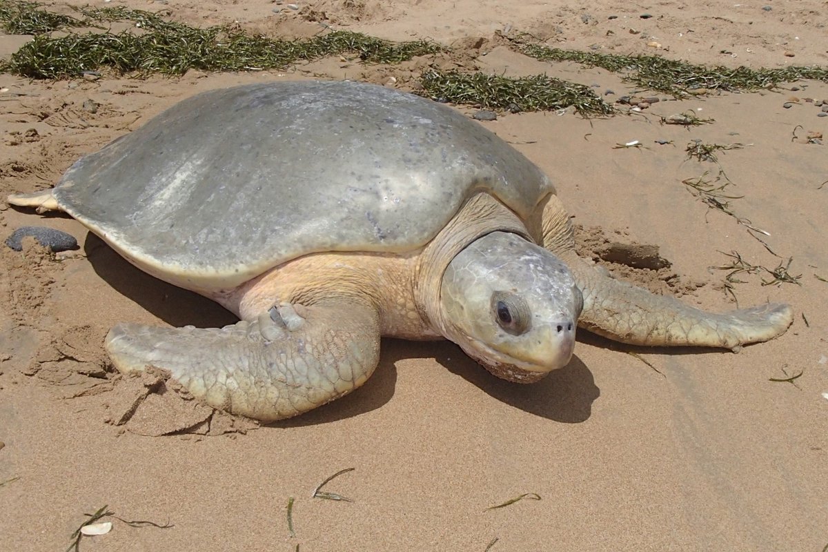 BonnConvention's tweet image. The longest-studied #FlatbackTurtle 🐢has returned to one of Australia's 🇦🇺key nesting beaches! 

She was first flipper-tagged at a nesting beach in  1974 and has been providing important data since then. 

➡️cms.int/iosea-turtles/…
Photo © Colin Limpus