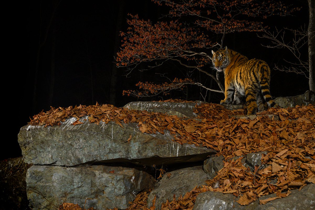 RAMMuseum's tweet photo. The #WildlifePhotographeroftheYear exhibition showcases 99 images which capture fascinating animal behaviour and the breath-taking diversity and fragility of the natural world.
On display at RAMM until the 9 Jan 2022. Book your ticket > https://t.co/2YLJ2Nnm4L
#WPY56 https://t.co/lIIoNyzBwn