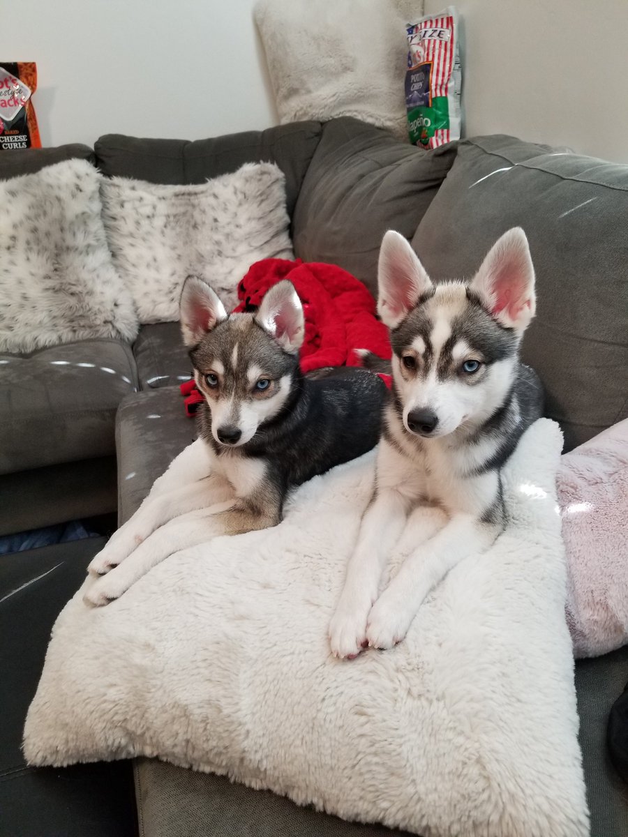 RandomAmerican3's tweet photo. @GrayStillPlays Alaskan klee Kai puppies Xena and Valkyrie https://t.co/jfbICG9Gak