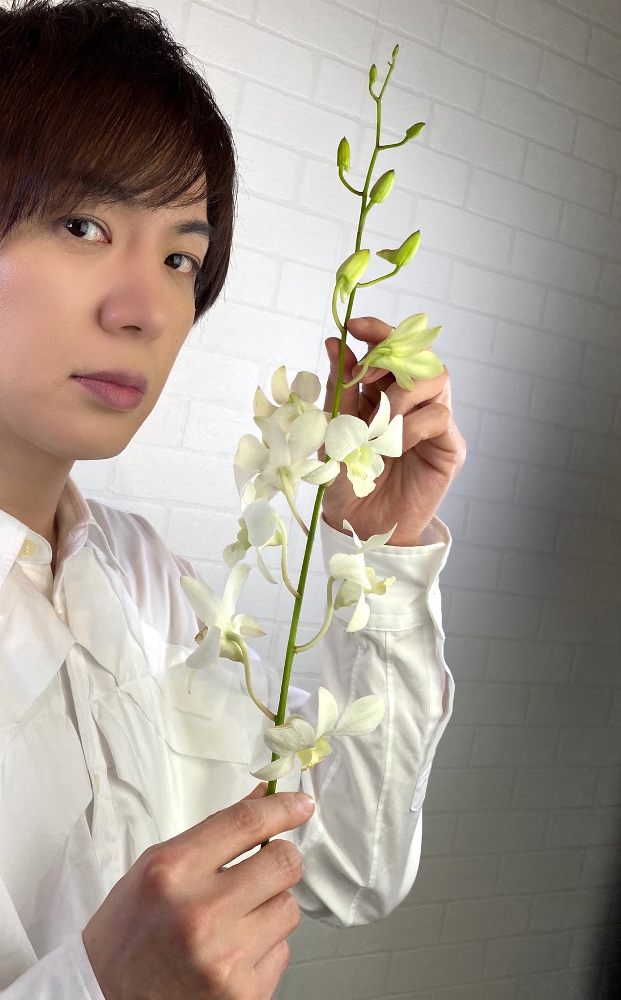 竹島宏スタッフ 公式 デンファレ 白 花言葉は 純粋な愛 すこし小さめの胡蝶蘭みたい 蝶が舞うような優雅さと美 ほんのりグリーンがかった 白がまた美しい 遅くなってごめんなさい 今日も１日お疲れ様でした ひろネット 花便り 花