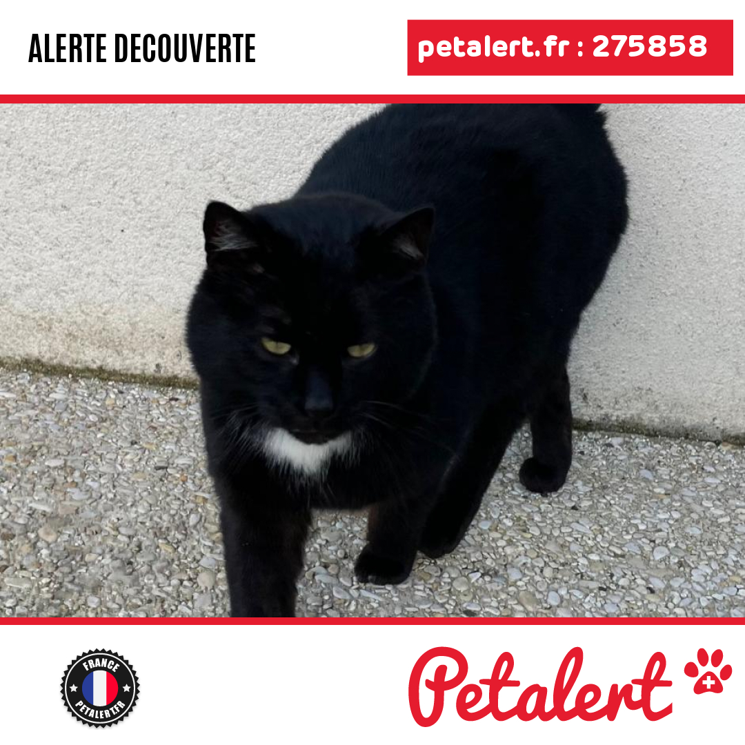 petalert_france's tweet photo. Trouvé #Chat #Marne #Oiry #Petalert #PetAlert51 / https://t.co/Pl9z9kmwVn https://t.co/4FWAArrsyl