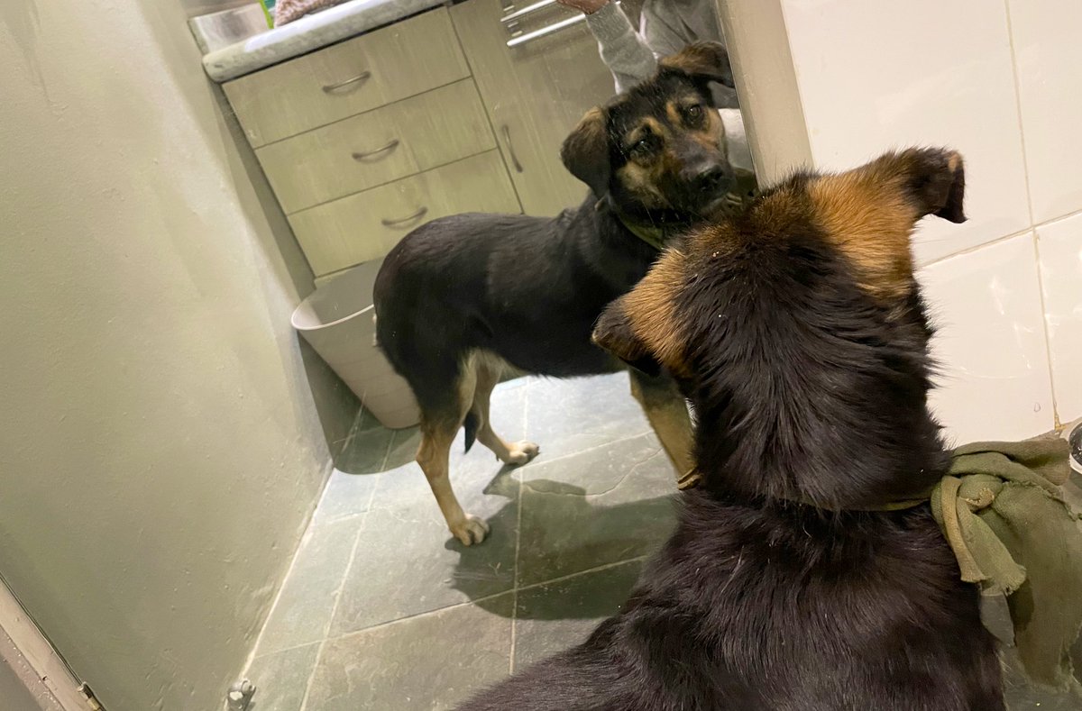 begsslegarrea's tweet photo. Ayer en la noche rescate a esta perrita en Constituyentes. Traía un lazo de plástico y un cacho de camiseta amarrada. Es súper linda y muy cariñosa. Si alguien la reconoce o le quiere dar un hogar lleno de amor escríbanme! Hoy la llevo al vet. Ayúdenme difundiendo porfa! https://t.co/yVKDMni1af