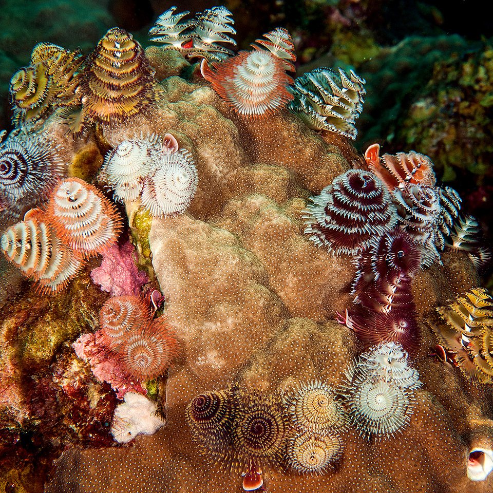 Did you know that coral reefs also have Christmas trees? Christmas tree worms, to be exact. oceanservice.noaa.gov/facts/xmas-tre…