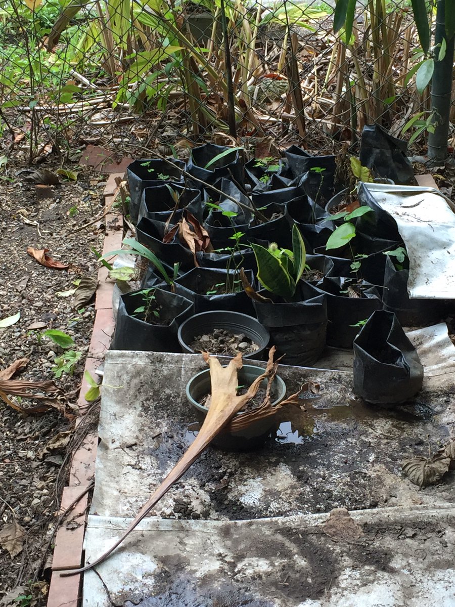 OrgLosPalmeros's tweet photo. Un poco más del trabajo que realizamos para la recuperación de los espacios del vivero “los palmeritos” https://t.co/GkodTVSwRN