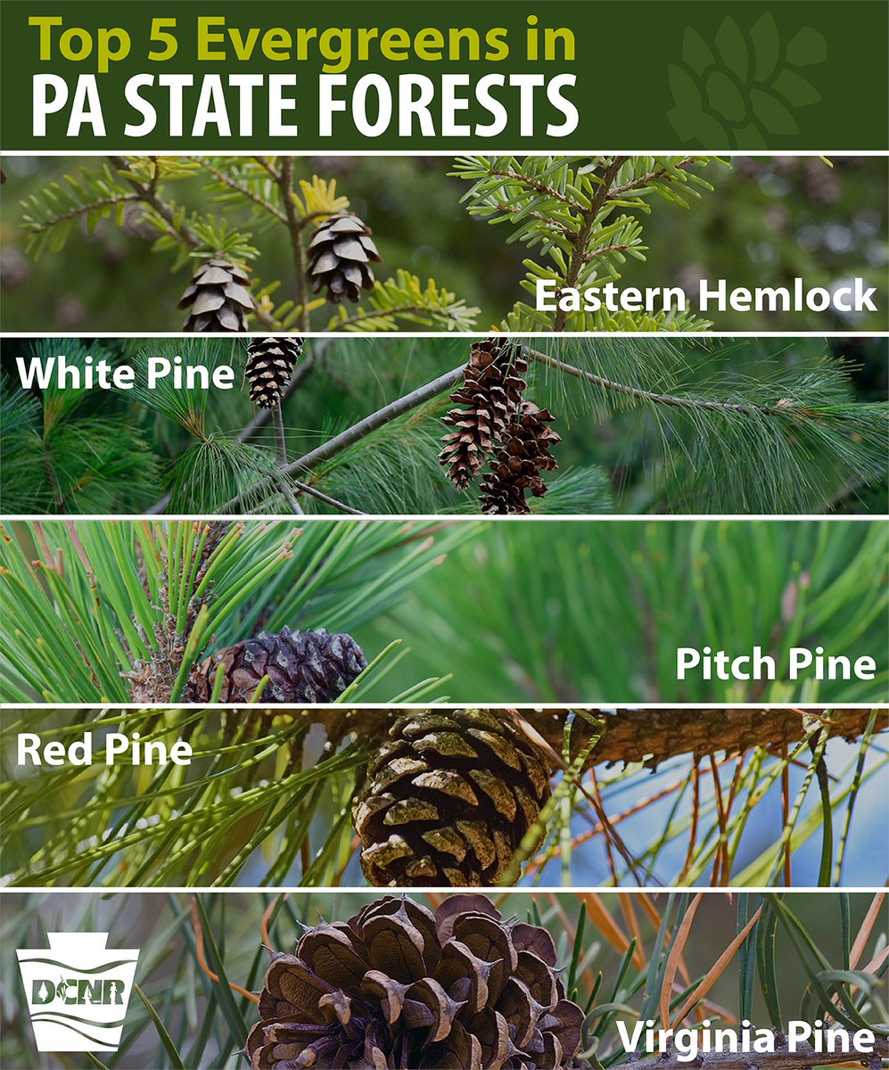 DCNRnews's tweet photo. The most commonly found evergreen in #PAStateForests is our state tree -- the eastern hemlock. Check out some other commonly found evergreens in state forests on #LookForAnEvergreenDay Sun, Dec. 19 π²β€΅οΈ Find a state forest β‘ https://t.co/X60DOEpebT #ForestFriday https://t.co/LJIShpODnN