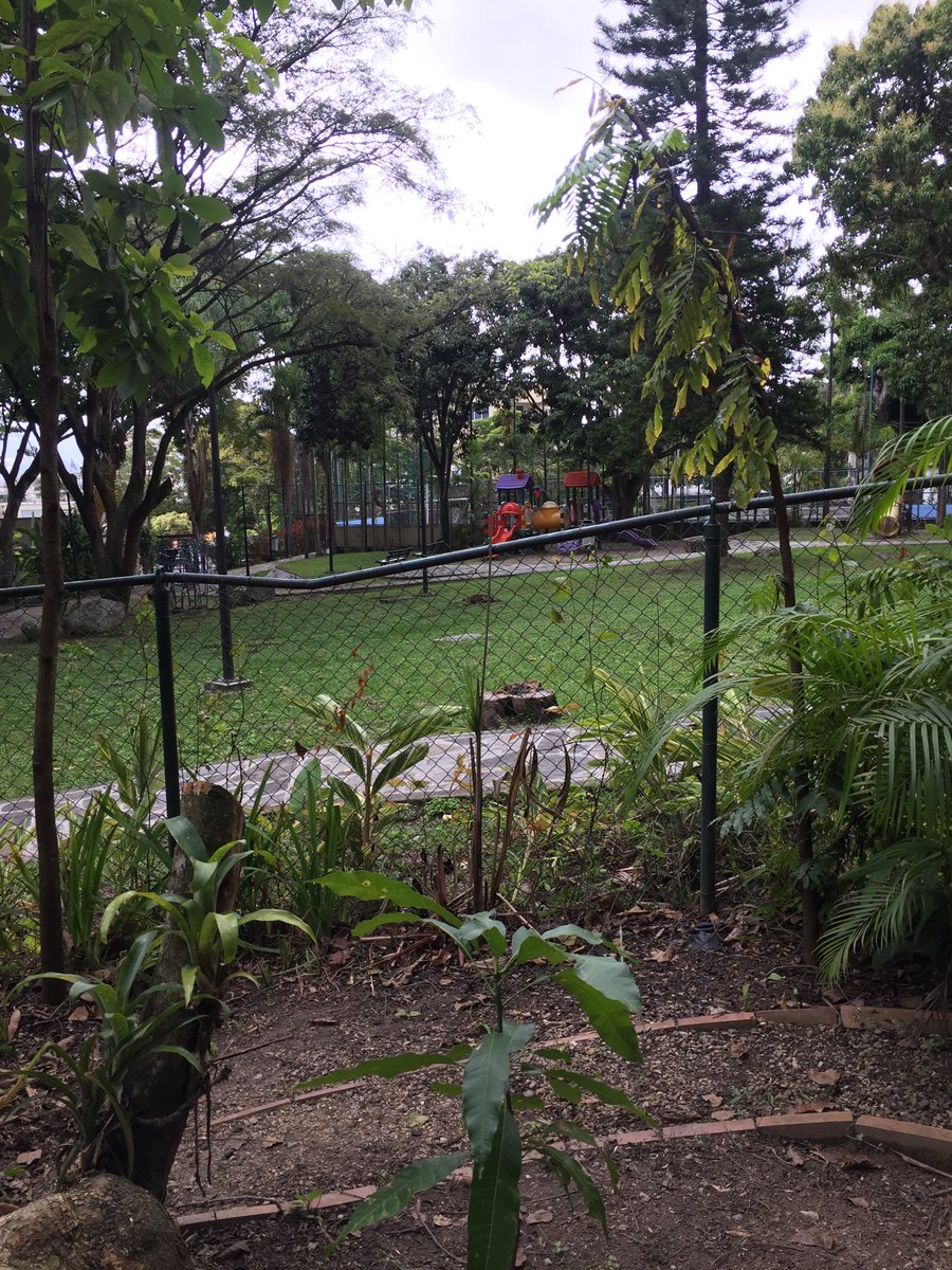 OrgLosPalmeros's tweet photo. Un poco más del trabajo que realizamos para la recuperación de los espacios del vivero “los palmeritos” https://t.co/GkodTVSwRN