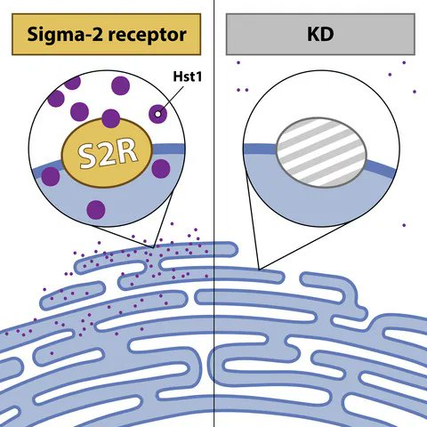 FEBSJournal's tweet photo. Histatin-1 is an endogenous ligand of the sigma-2 receptor
🔗https://t.co/B3JbOna1ZL
✒️By Vinay Kumar Aakalu and colleagues @thisisUIC @UofIllinois
#Histatin1 #Sigma2Receptor #TMEM97 #MAC30 #Antimicrobialpeptide https://t.co/ScrWAe3aCu