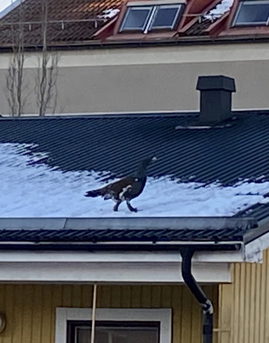 UllaOhman's tweet photo. Fjäder i hatten eller tjäder på taket- vilket föredrar du? https://t.co/iVXSgdVtq1
