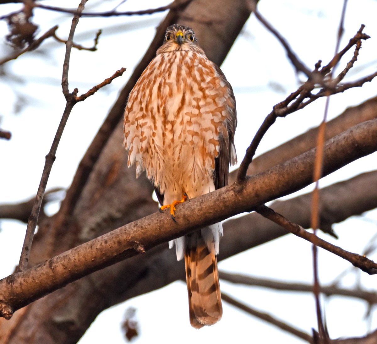 I know today is going to be a good day because as soon as I was about to get into my car to do some quick morning birding before my meeting, a mysterious bird flew onto the branch of a tree near my car. 
Quite a borb, I thought, #SharpShinnedHawk !