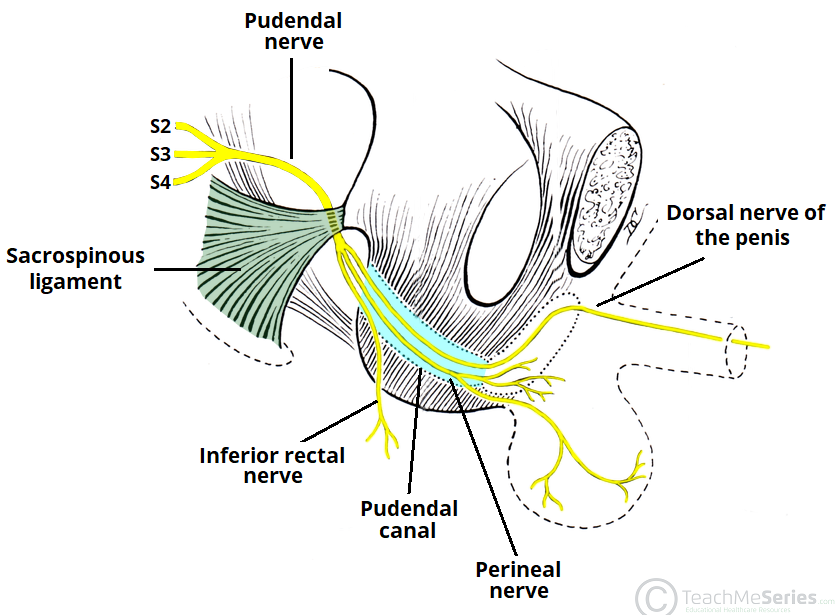 MCG Urology tweet media