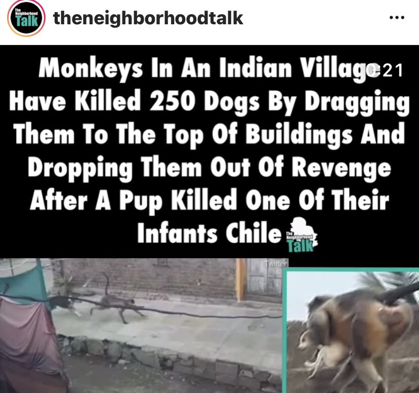 This is exactly how I will act for my Kid @puff_puff57  
   Don’t get me wrong I love dogs but you don’t mess with no one kid .. Animal or not @theneighborhoodtalk  
    🙊🙈🐵  Monkey Crimes Documentary <a href="/netflix/">Netflix</a>  Yall know y’all bout to Come up with Surviving Monkey Crimes