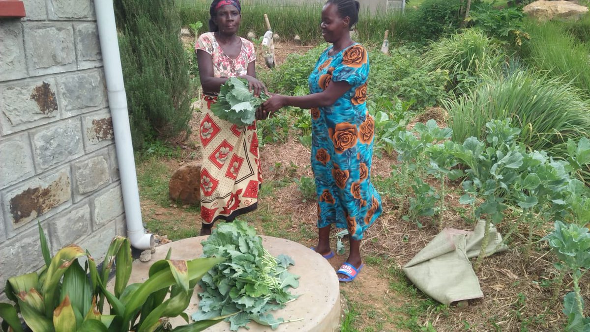 sauti_kuu's tweet photo. Miriam, our kitchen garden assistant harvesting some of the vegetables in her kitchen garden and selling them to Jane, one of our SKPs  who is a vegetable vendor.
@aumaobama
#vegetables #harvest #economicgrowth #farmingiscool https://t.co/BRfE2ZDUkC