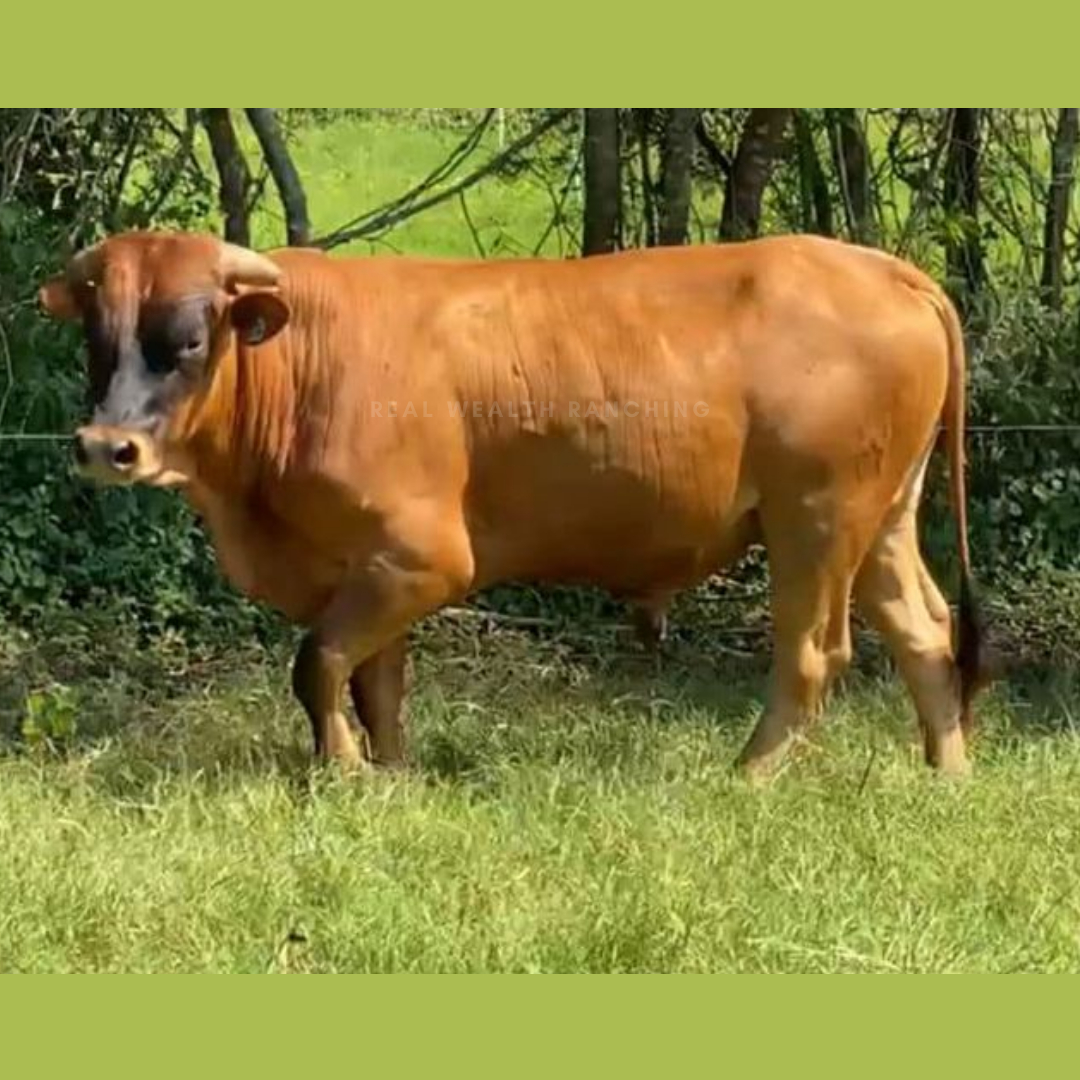 Mashona x Tropical Milking Criollo 2 year old Bull serving adapted cows on my grazed dairy
SLICK is selected for as we are in the sea level tropics with high heat index

Start selecting correctly and learn how to evaluate visually with this guide: rwranching.com/freeg