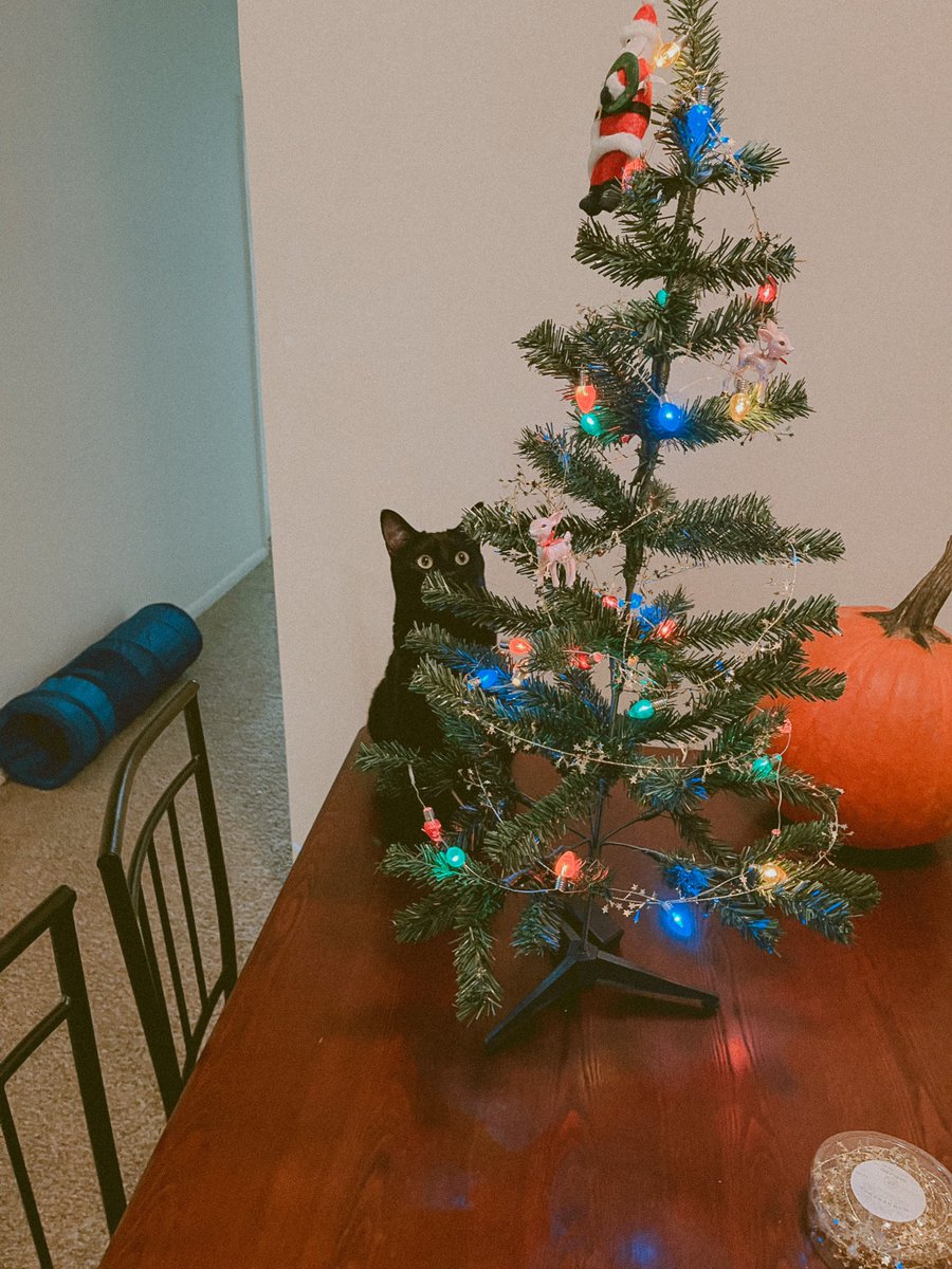 aspookykitten's tweet image. It's not too late to add your address from a Holiday card from me and Wednesday!! These will go out on Monday!!! mailbook.app/meg-condon/add…