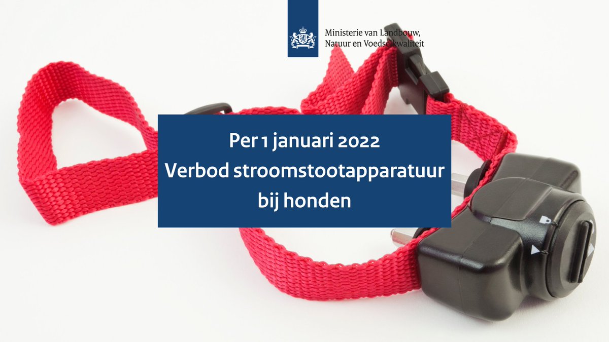 Het is vanaf 1 januari 2022 niet meer toegestaan om stroomstootapparatuur bij honden te gebruiken. Bijvoorbeeld een stroomhalsband. Meer lezen: ⤵️ 
rijksoverheid.nl/ministeries/mi…