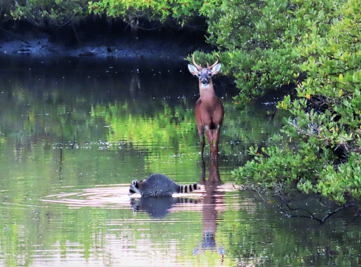 Betty Steflik Preserve this morning. <a href="/VisitFlagler/">Visit Flagler</a>