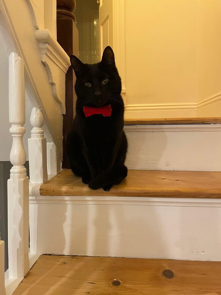 Let’s get Bertie home for Christmas! Please RT everyone and look out for him <a href="/TheRegentChapA/">The Regent Chapel Allerton</a> <a href="/RegentChapelA/">The Regent</a> <a href="/LeedsParks/">Leeds Parks</a> <a href="/KeeleyDonovan/">Keeley Donovan</a> <a href="/WhiteCrossVets/">White Cross Vets</a> <a href="/KittyCallerCA/">TheKittyCaller</a> <a href="/waywardwines/">Wayward Wines</a> <a href="/PeopleofLeeds/">People of Leeds</a> <a href="/HollyHouseVets/">Holly House Vets</a>