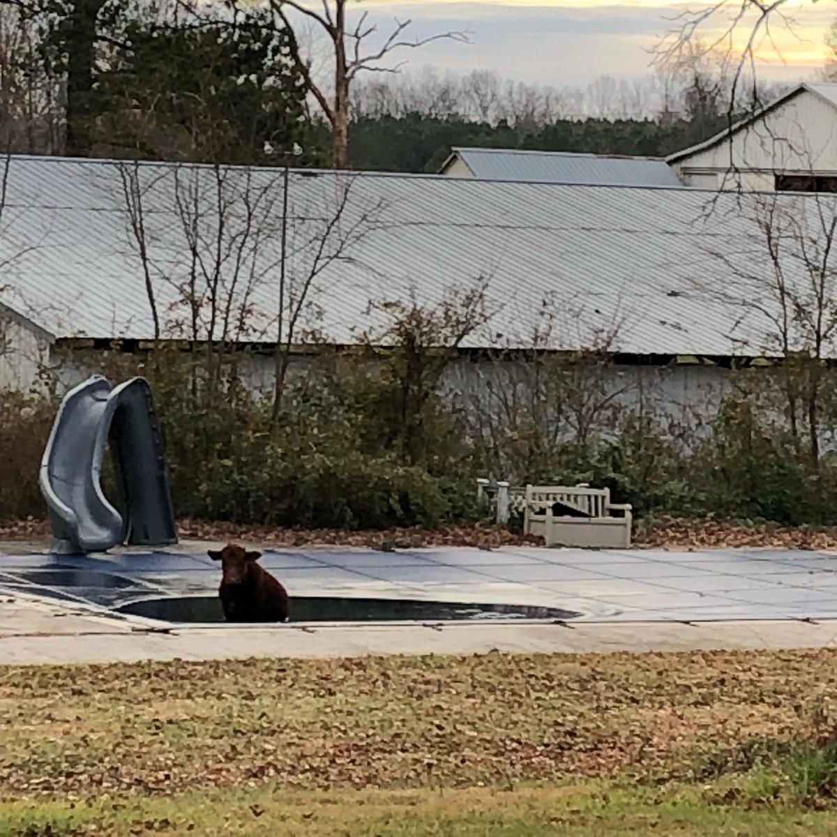 VaFarmBureau's tweet photo. Central Virginia had the warmest overnight low temperature on record this morning. This cow at Edgewood Farm in Hanover County thought a dip in the pool would be the perfect way to cool off!
#farmlife #cowsout #summerisback #warmdecember #VaFarmBureau https://t.co/sfQVE9lfpL