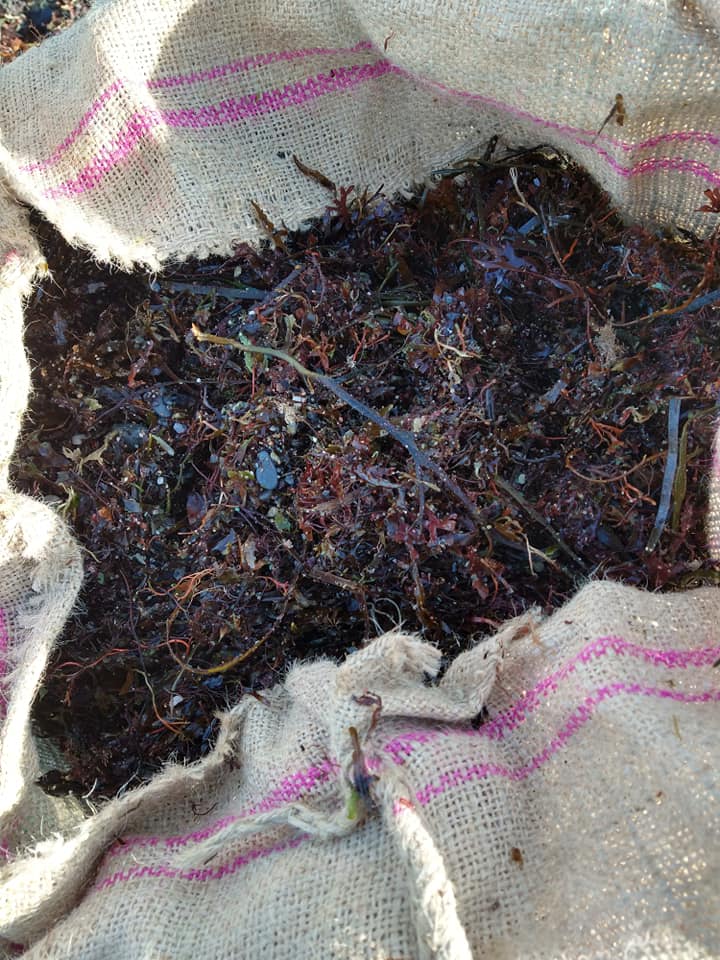 Seaweed for the soil makes a richer soil, and yields bigger crops!