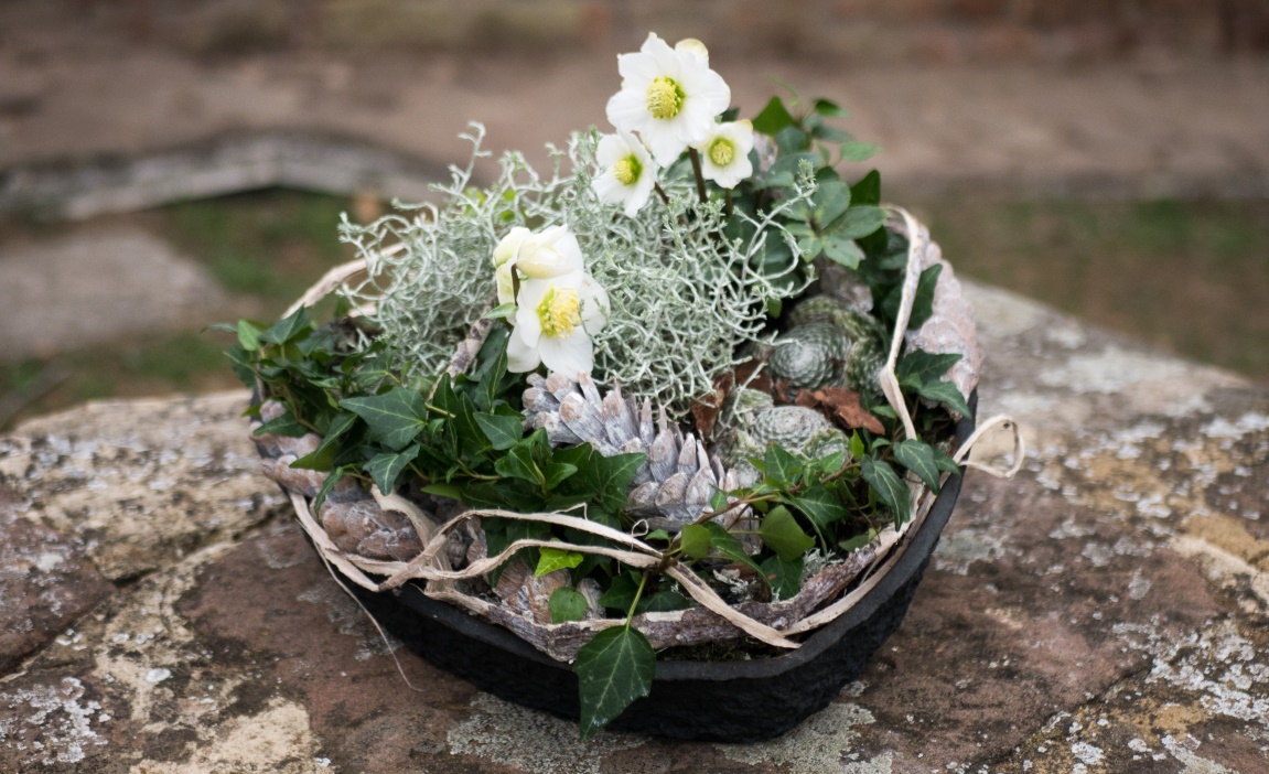 🌼 Latest news from Florint: -> mailchi.mp/florint/news-f…
- Wintery Inspiration with Plants
- Office Greenery: a big plus
- Free Content &amp; Code of Conduct 
- Poinsettias 
- European Floristry School 2022 in the UK 

&amp; more...