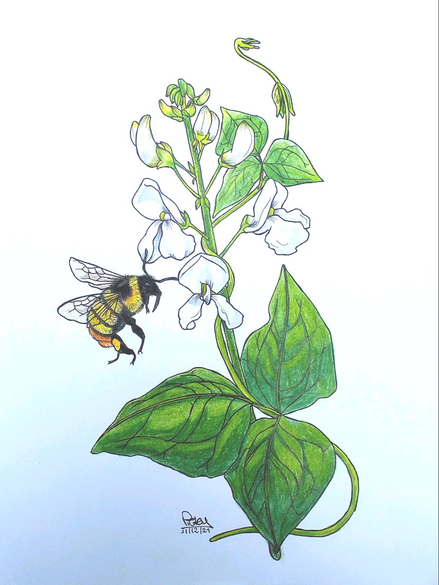 Christmas present from my PhD student Virginia Chirilá (<a href="/Vir_Chirila/">Virginia Chirila</a>): an original drawing of two of her study organisms, the bumblebee Bombus opifex visiting a flower of the Lima bean, Phaseolus lunatus. All my admiration for the great art and the great science.