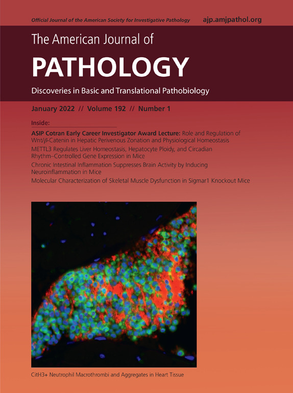 The January 2022 issue of <a href="/AJPathology/">The American Journal of Pathology</a> is now available!

Full issue: ajp.amjpathol.org/issue/S0002-94…

On the cover: Cith3+ neutrophil macrothrombi and aggregates in heart tissue