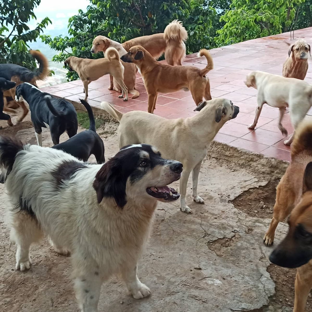 OsoCritico's tweet photo. POR FAVOR dar RETWEET

1/8🆘🚫AYUDA URGENTE🚫🆘Hola amigos, me llamo @osocritico y hago parte de @fnddamascol.
Aquí somos muchos que como yo, tenemos un techo y comida, pero no solo eso, nos atienden, si estamos enfermos nos llevan al médico, nos compran medicinas y... https://t.co/mHWZN9mn8N
