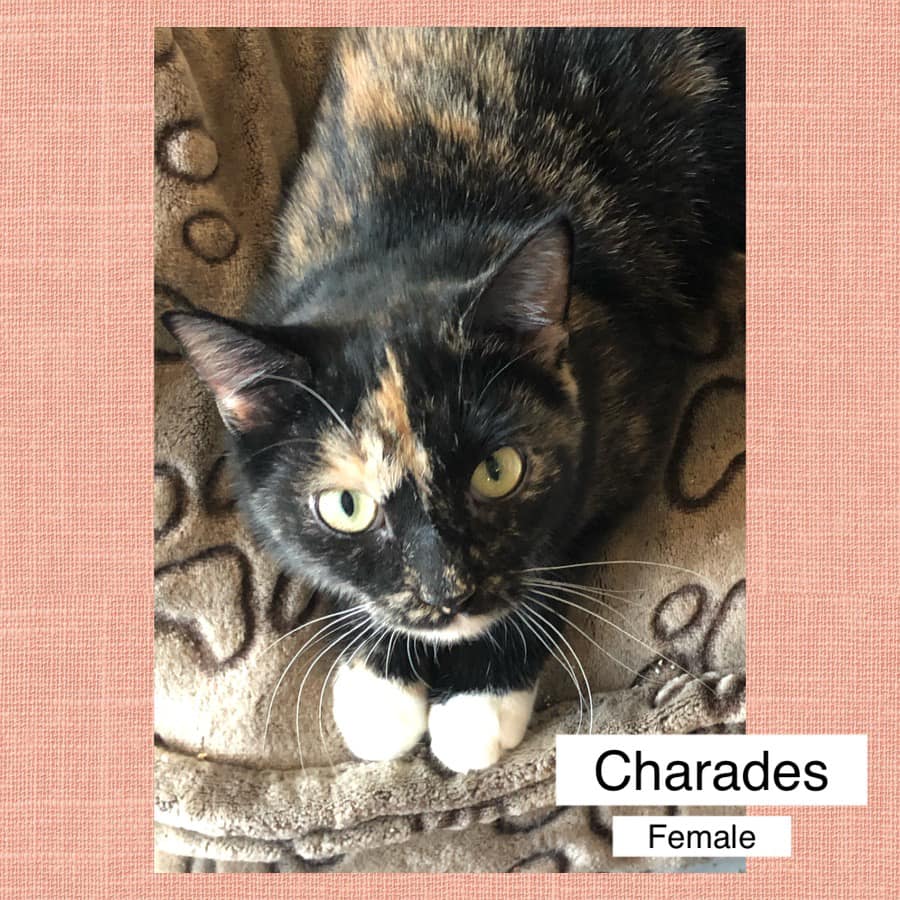 Chad Stanek tweet media