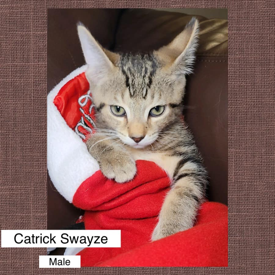 Chad Stanek tweet media