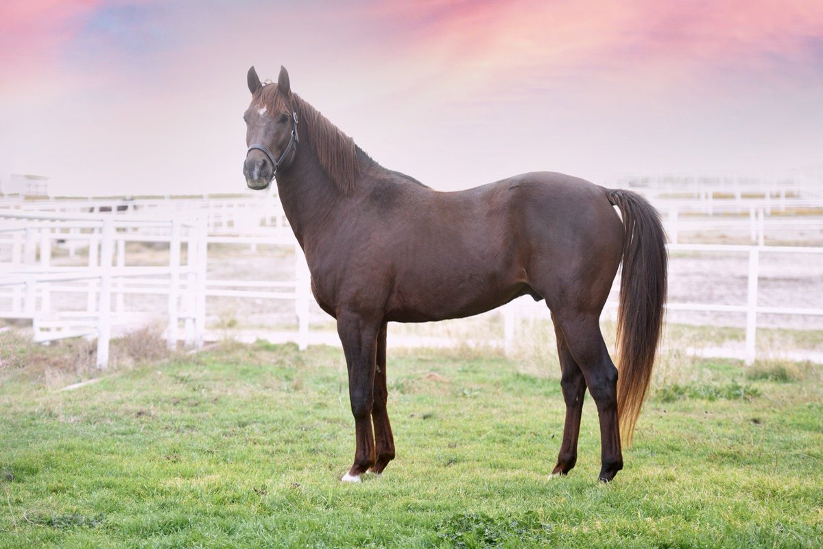 "BAŞHÜKÜMDAR"
MAHMUDİYE AŞIM İSTASYONU 'NDA 10.000 TL BEDELLE KISRAKLARINIZI BEKLİYOR. UYGUN FİYAT, KALİTELİ KAN HATTI, DÜZGÜN EŞKAL VE HARİKA KONFORMANSYON