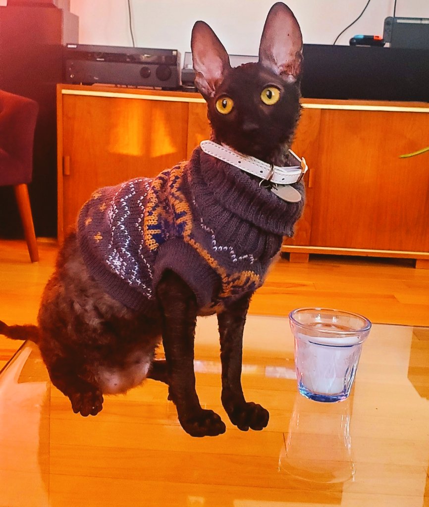HalAmoth's tweet image. My contribution to medical discourse: Kitten in a sweater! I repeat, KITTEN IN A SWEATER! #CatsOfTwitter
