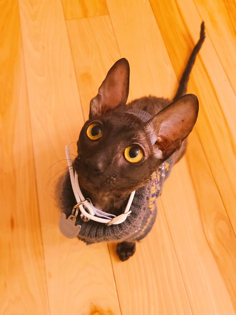 My contribution to medical discourse: Kitten in a sweater! I repeat, KITTEN IN A SWEATER! #CatsOfTwitter