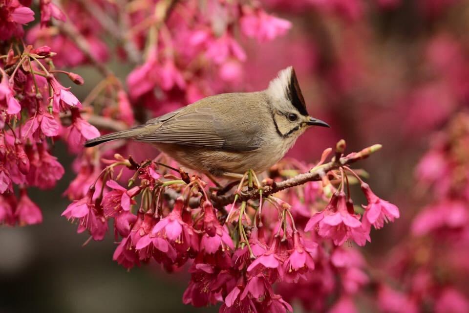 Taiwan Birding 台灣🐤 tweet media