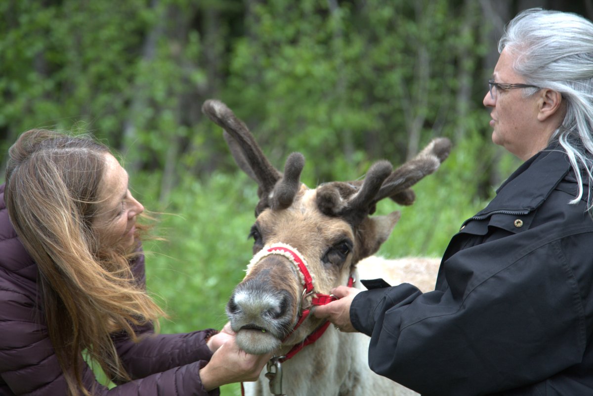 Dr. Oakley takes a look at Crash the reindeer with Hara Hansen.  #yukonvet