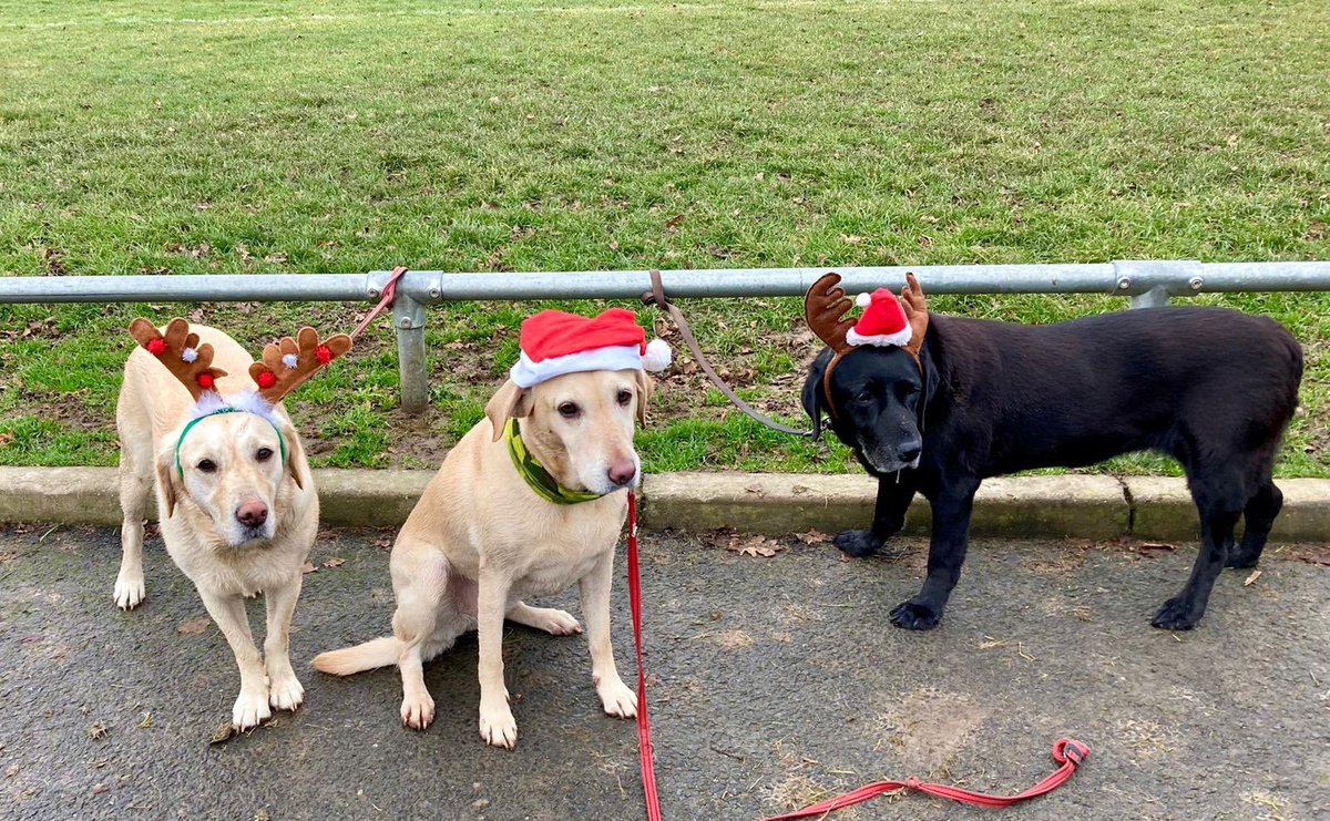 Christmas is coming and not sure these three are up for pulling the sleigh