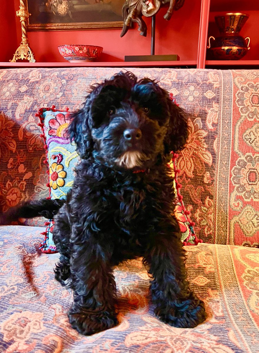 DavidMBarrett's tweet photo. Banksy’s ready for the weekend.  
#Labradoodle https://t.co/EJX4MyGIBP