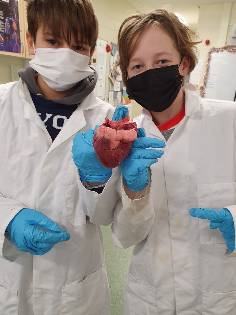 St_Marys_cbs's tweet photo. On their last Friday before Christmas Ms. Barrett’s 1st Year Science class, St. Canice did their heart dissection in Santa hats and lab coats! 🎅🥼#howfestive #stem #stemeducation #fromeachhisbest https://t.co/37aQMK1W0P