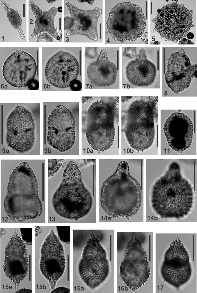 anzic_iodp's tweet photo. A great report by @chrishollis829 on the radiolarians from the #Hikurangi subduction margin
#NewZealand #IODP #Exp375 https://t.co/3IJBCaU7D1