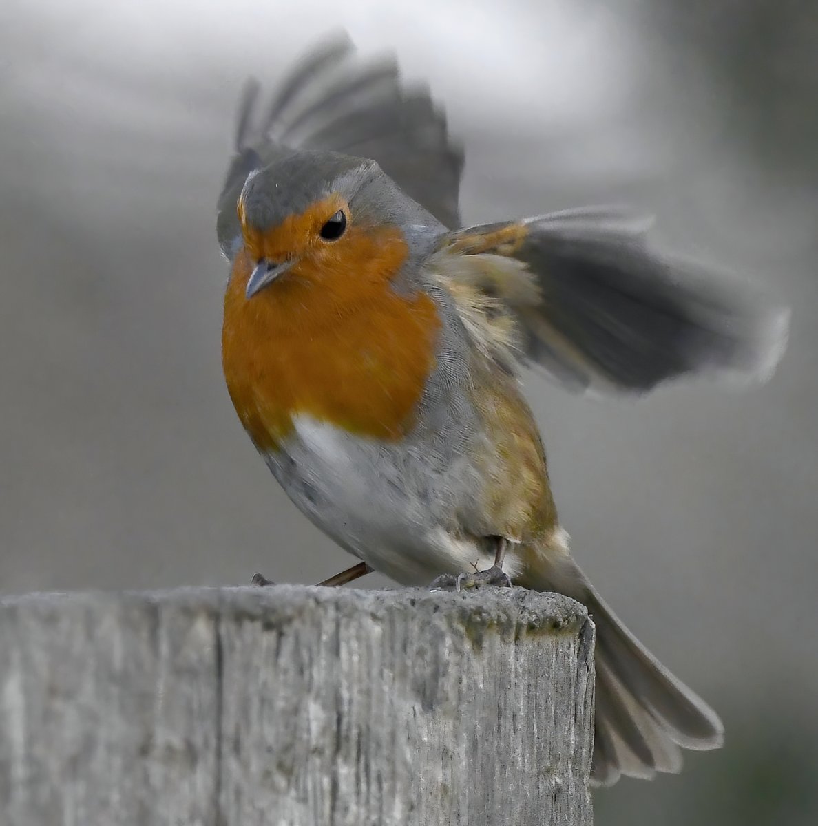 Robin in a flap, because Christmas is just a week away! 😲😁
#TwitterNatureCommunity 🐦
