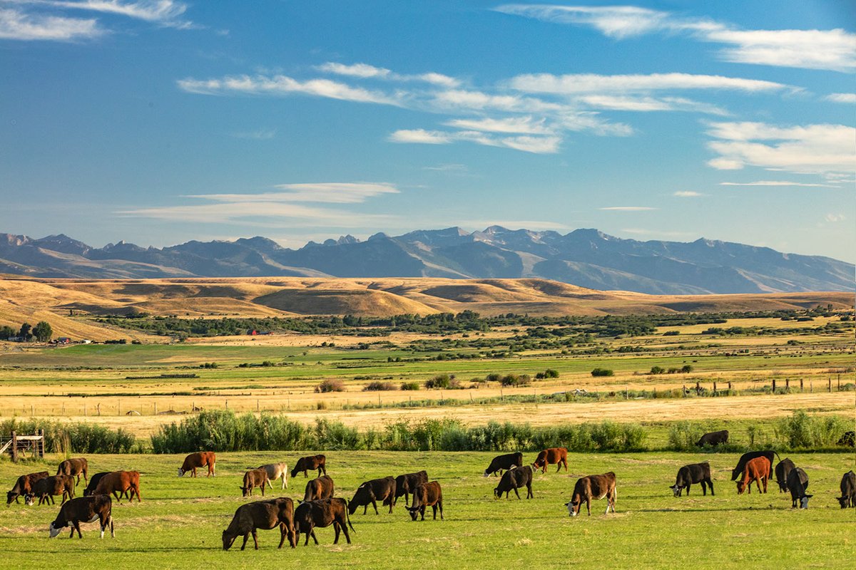 Todd_Klassy's tweet photo. Cattle grazing in an open pasture with the Ruby Mountains in the background near Elko, Nevada.
#cattle #herd #ranch #rubymountains #elko #nevada #ranching #livestock #agriculture #rural #ruralamerica #photography #landscapephotography #landscapephoto #mountains https://t.co/AOHrxIULDe
