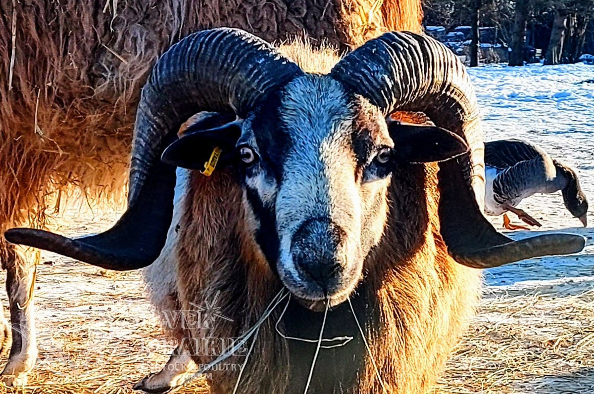 SilverPrairieCA's tweet photo. It's a cold fall day on the cusp of winter this morning as both man and beast work to maintain their body temperature in the subzero climate. Everybody need a good meal this morning to replenish the energy lost overnight!

https://t.co/duyi4odaqD
#silverprairie #farmalberta https://t.co/2asjOEOtFY