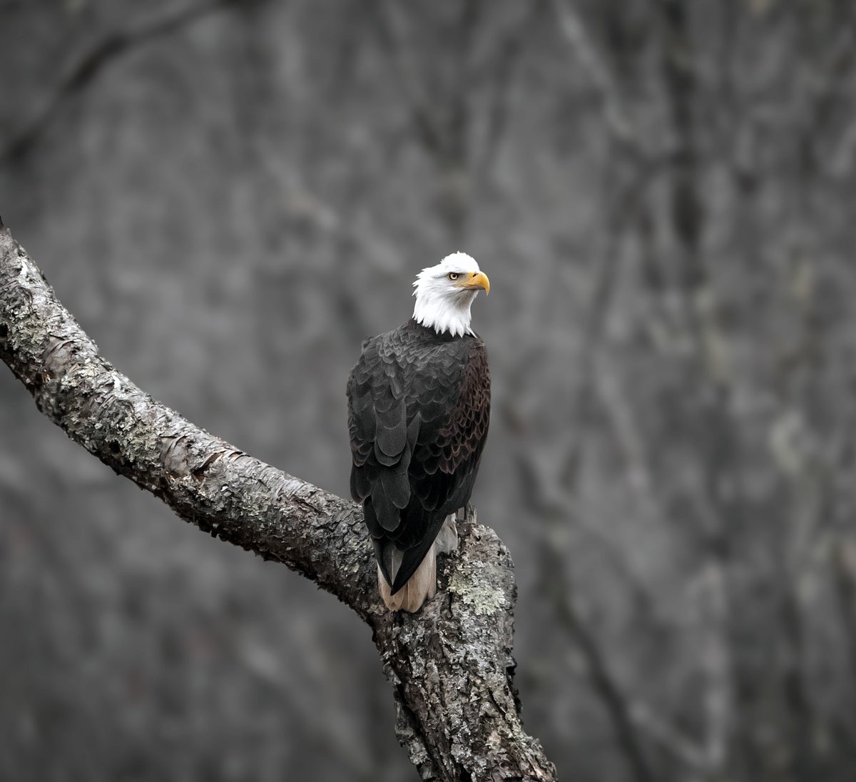 Crystal_l_Cook's tweet photo. Last Sunday I was able to get a shot of this beautiful Bald Eagle as she watched over her young fledglings. 
Taken with my Canon 7D markii. 
.
.
.
.

@CanonUSA #canon #birds #eagles #photography #wildlife #nature #birdphotography https://t.co/jGHjsosye0