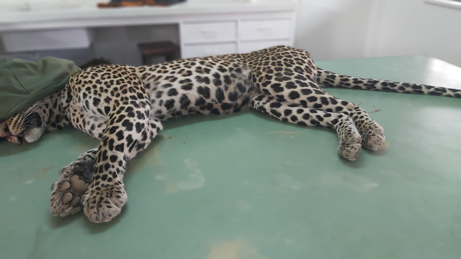 Kenya Wildlife Service on Twitter: Kenya Wildlife Service on Twitter: