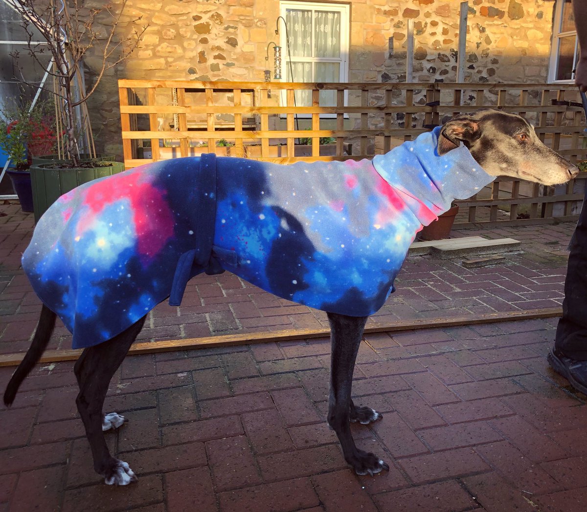 amberhounds's tweet photo. This is the gorgeous Boots! 

Her humans got in touch and asked if we could create a custom fleece, something girly and cute but rockstar - we thought this galaxy print fitted and brief and it seems Boots does too! https://t.co/WHZwkjQ1fZ
