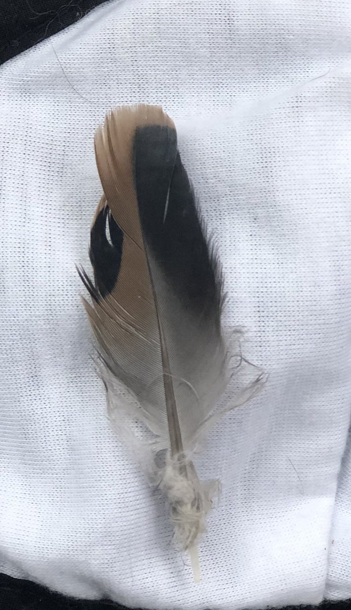 StonePathExplo1's tweet image. On Wednesday afternoon just before Oban went for his final car ride…he sniffed this feather on the lawn. Doves don’t normally hang around here this time of year. It’s too cold. I typically see&hear them Spring-Fall. A sign…My Boy is Peace. 🕊
