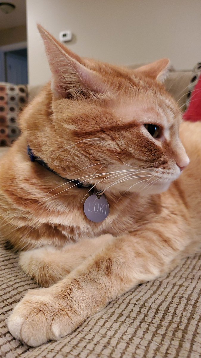 threadsmind's tweet photo. Sorry for ranting on the timeline. This just really bothers me.

Here's a cat. https://t.co/Ov9z825jNE