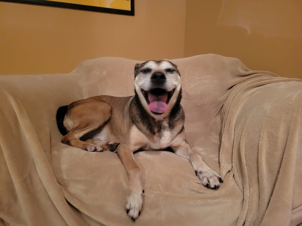 petsalive's tweet photo. Yesterday we announced that #CoffeeTimeWithBilly was canceled 4 the best reason; Billy was adopted! 2day we r THRILLED 2 announce that Billy's last guest, Miss Fancy, went into foster after being @ Pets Alive 4 over 8 yrs!
Fancy is over the moon 4 her foster mom & her new home! https://t.co/FJ8YlNvYhB