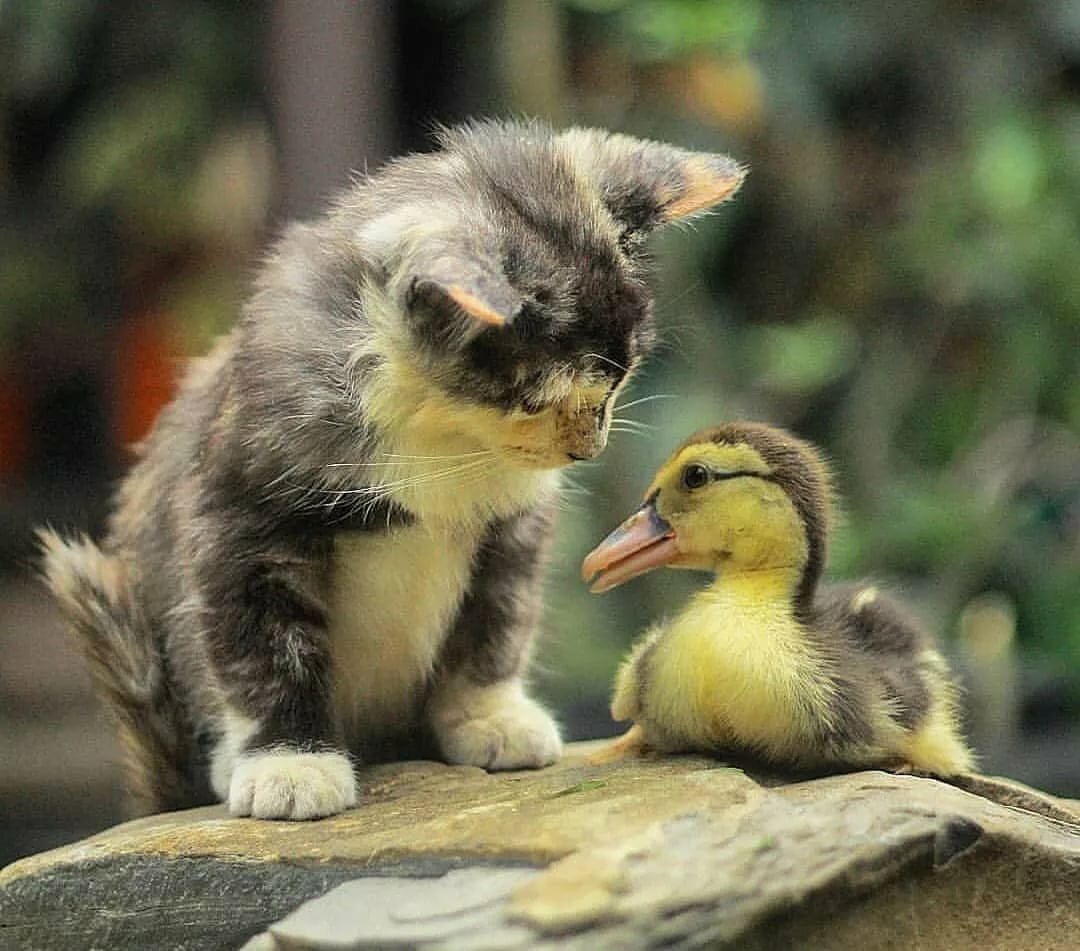 Объятия животных. Разные животные. Необычная дружба животных. Заботливые животные. Забавные животные.